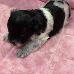 Miniature Schnauzer Puppies from Schnazzy Schnauzers