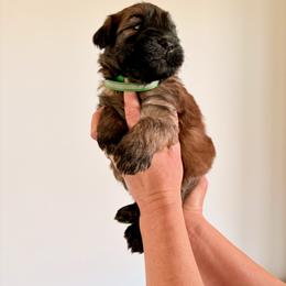 Mr Green - Wheaten male Soft Coated Wheaten Terrier puppy in Fowler, Ohio from Warzalas wheatens