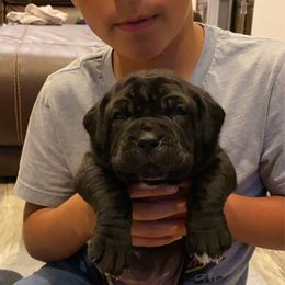 Neapolitan Mastiff Puppies from Battle Born Neos
