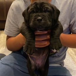 Neapolitan Mastiff Puppies from Battle Born Neos