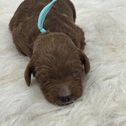 Teal Girl - Cream female Goldendoodle puppy in Waskom, Texas from Pearls & Curls doodles & poodles