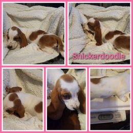 Snickerdoodle - Red and white female Basset Hound puppy in Mill Springs, North Carolina from Mountain View Basset Hounds
