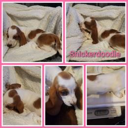 Snickerdoodle - Red and white female Basset Hound puppy in Mill Springs, North Carolina from Mountain View Basset Hounds