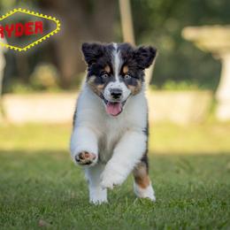 Ryder - Navy Boy - Black tri-color male Australian Shepherd puppy in Victoria, Texas from Rocking Diamond/Point Break