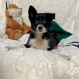 Jill - Black and white female Border Collie puppy in Madisonville, Tennessee from WW Stock Farm