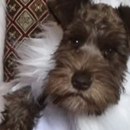 Miniature Schnauzers from Behind the Beard Schnauzers