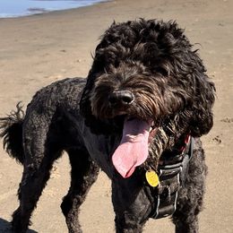 Tuku - Australian Labradoodle