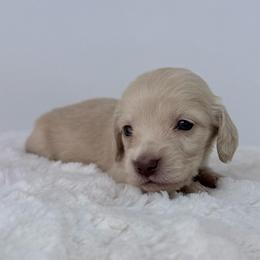 Amara - Cream female Dachshund puppy in Sonora, California from HEFFERNAN HOUNDS