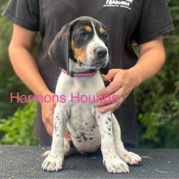 Cora - Blue ticked and tan female Bluetick Coonhound puppy in Mount Pleasant, Texas from Harmons Hounds
