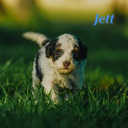 Jett - Black and white male Bernedoodle puppy in Stuart, Oklahoma from G Ridge Kennels