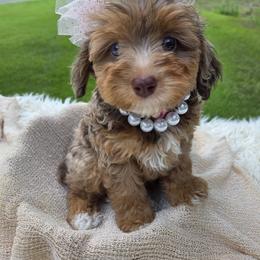 Aussiedoodle Puppies from The Cuddly Dood Ranch