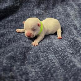 Bramble - White male West Highland White Terrier puppy in Toronto, Ohio from Shekinah’s Mi-Kis & Cricket Hill’s Westies
