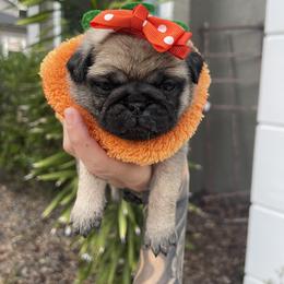 Bulldog and Pug Puppies from The Pugarazzi