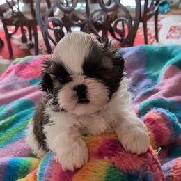 Wyatt - Gold and white male Shih Tzu puppy in Pleasant Hill, Missouri from Misty Dajavue Shih-Tzu