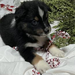 Clark - Black tri-color male Australian Shepherd puppy in Butler, Georgia from Aussies at Howling Hill Farm