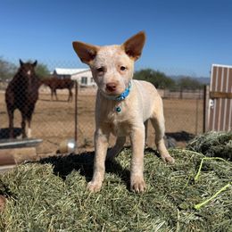 Rango - Red speckled male Australian Cattle Dog puppy in Tucson, Arizona from Socattleranch’s Corgi’s