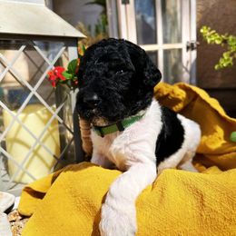 Labradoodle Puppies from California Poppy Doodles