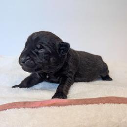 Cherry Bomb - female Patterdale Terrier puppy in Yucaipa, California from Moormont Kennels