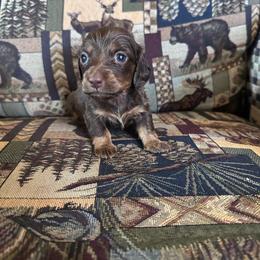 Chocolate - Chocolate and tan male Dachshund puppy in Quemado, New Mexico from TNT Dachshunds