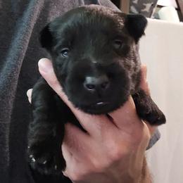 Male 2 (GrIIIG) - Black male Scottish Terrier puppy in Conroe, Texas from Scotch McLaren Terriers