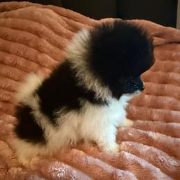 Leo - Black parti male Pomeranian puppy in Waterloo, Indiana from Garcias Pomeranian