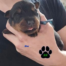 Blue - Black and mahogany male Rottweiler puppy in Tangent, Oregon from Raya's Royals