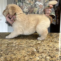 Golden Retriever Puppies from Pups by Piper