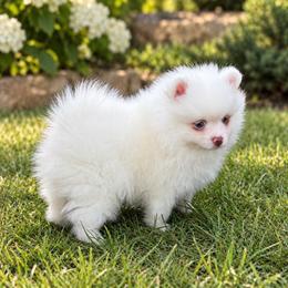 White boy w chocolate spot - Chocolate male Pomeranian puppy in Bourbonnais, Illinois from T & D Poms