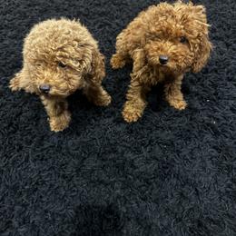 Poodle Puppies from CashEuro Poodles