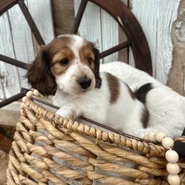 Bandit Queen - Piebald female Dachshund puppy in Benson, Arizona from Six Shooter Minis