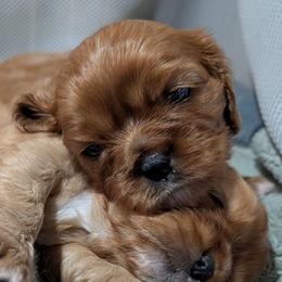 Penny - Ruby female Cavalier King Charles Spaniel puppy in Stilwell, Oklahoma from Love Bug Cavaliers