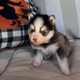 Black and white boy - Black and white male Pomsky puppy in Enid, Oklahoma from Mile Hi Pomskies