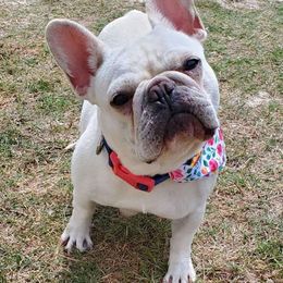 Sophia - French Bulldog