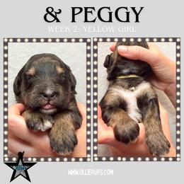 And Peggy (Yellow collar) - Phantom female Bernedoodle puppy in Boiling Springs, South Carolina from OlliePups, LLC