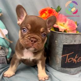 Token - Liver male French Bulldog puppy in Bowman, Georgia from Companion Creek Farm