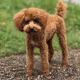 Uno - Poodle