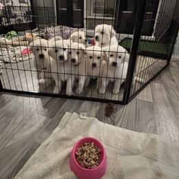 Golden Retriever Puppies from Lakeshore Goldens FXBG
