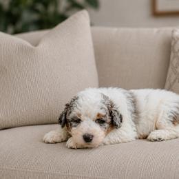 Scandal - Blue merle male Aussiedoodle puppy in Inman, South Carolina from Dark Corner Doodles