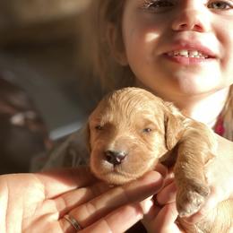 Goldendoodle Puppies from North Star Dog Training