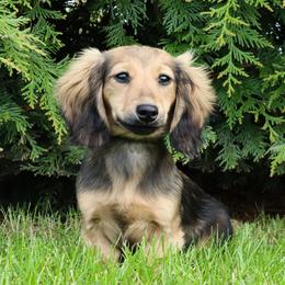 Jingles 4000dollars - Cream female Dachshund puppy in Crystal, Michigan from Mare-bella Dachshunds
