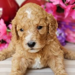 Goldendoodle Puppies from Donnas Deluxe Doodles LLC