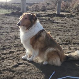Winnie - Collie