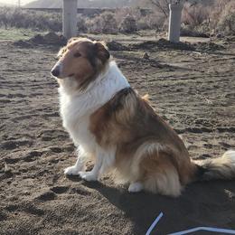Winnie - Collie