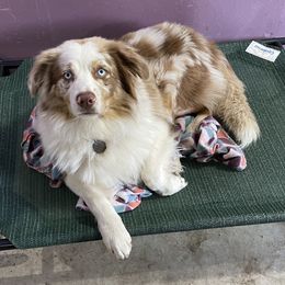 Rusty - Miniature Australian Shepherd