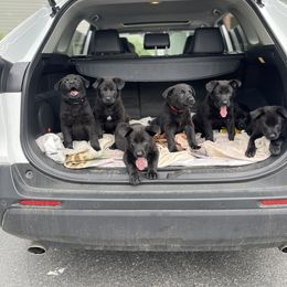 German Shepherd Puppies from Von Lambor German Shepherds