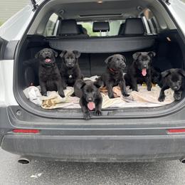 German Shepherd Puppies from Von Lambor German Shepherds