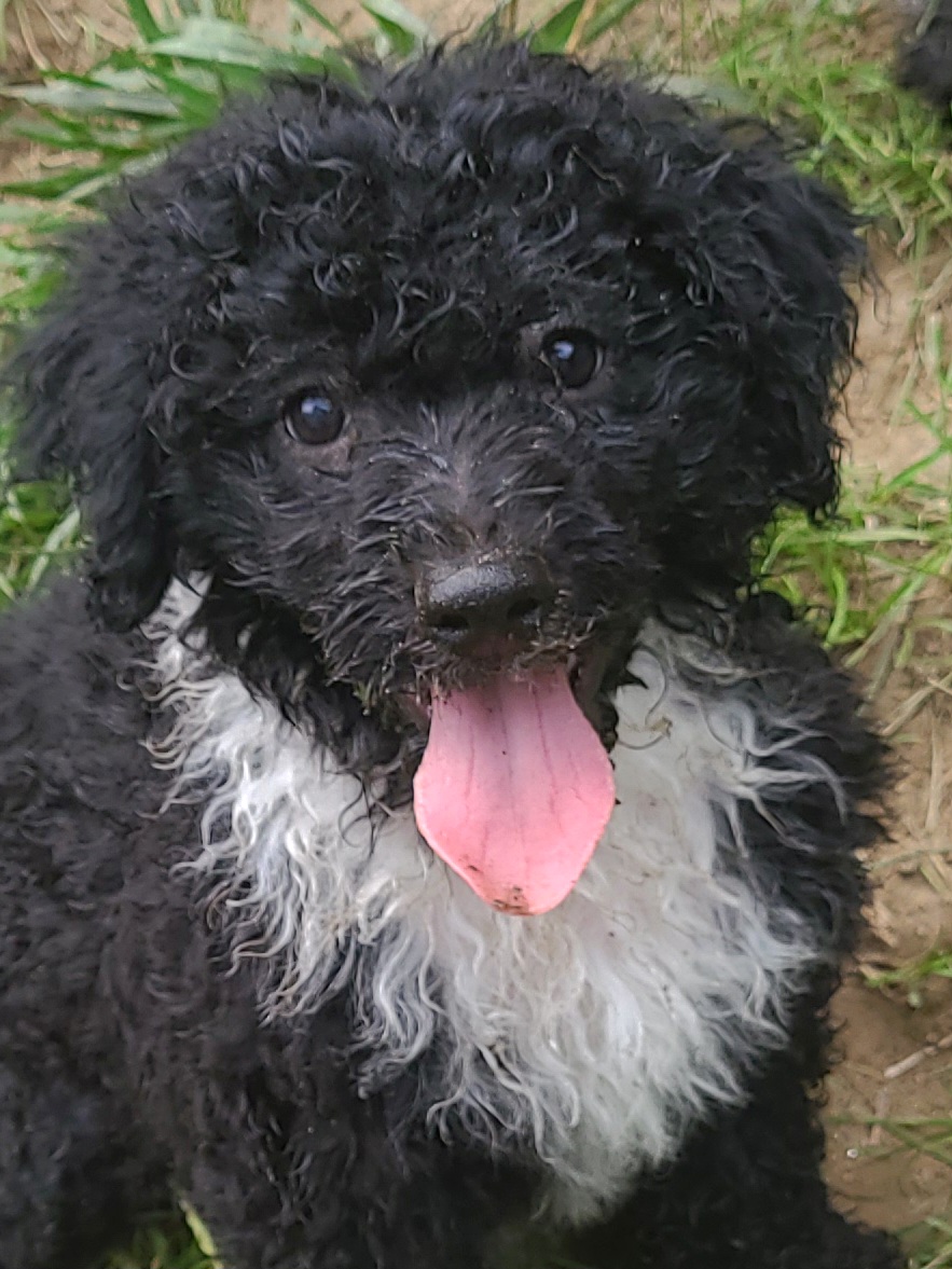 Girl 3 - Portuguese Water Dog puppy in Maine from Lion Heart Pwds
