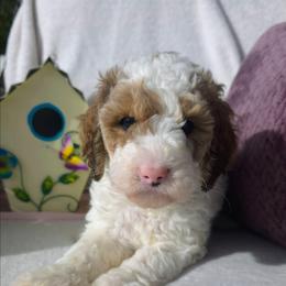 Skye, White with brown and black patches tri-colored parti girl - Parti female Goldendoodle puppy in Freedom, New York from Samantha's Goldendoodles