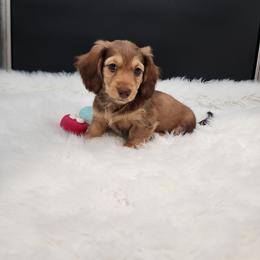 Gracie - Chocolate and cream female Dachshund puppy in Smallett, Missouri from Doxie Holler