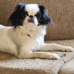 Lace - Japanese Chin